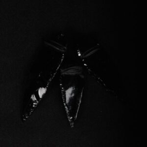 Mexican Obsidian | Arrows